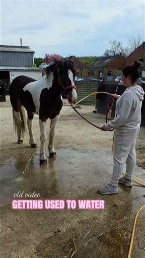 Water Training With My Young Horse - Starting My Young Horse