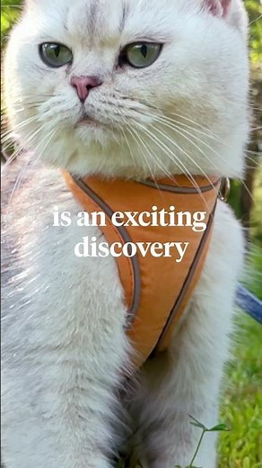 Is your pet ready for adventure? Nationwide can help.