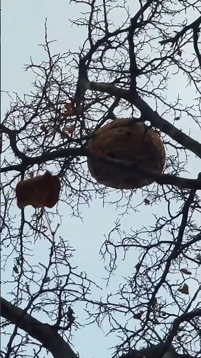 Amazing Birds Build INCREDIBLE Homes in Trees!