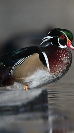 Captivating Wood Duck Photography: A Waterfowl Lover's Dream