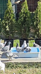 🔵🐦 Bathing pigeons with Blue Salt once a week, especially during moulting or hot weather, helps improve feather condition, making them smoother and shinier, while also assisting in the removal of mites and other parasites. It promotes skin health by reducing irritation or inflammation and provides relaxation, which is particularly beneficial for recovery after races. Regular Blue Salt baths keep pigeons clean, refreshed, and in top condition.🔝#cestpharmainternational #cestpharma #racingpigeon