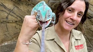 Chameleons are such beautiful animals🤩 They have big perosnalities and can change color according to their mood🤯🙌 . . . #chameleon #beautiful #blue #enjoy #funny #funnyvideos #beauty #beautiful #spa #day #she #time #wow #wildlife #fbpost #animals #animallovers #life #fun #wild #AmaZing #video #moment #facebook #fb #post #cute | The Reptile Zoo