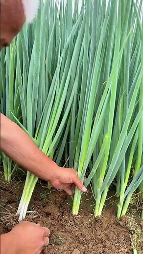 How to Grow and Care for Chives: Expert Tips & Pest Prevention