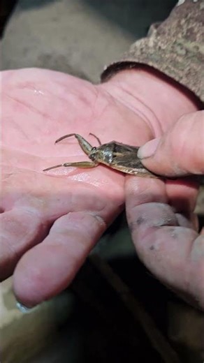 Giant Water Bug in the North Saskatchewan River – Near the Battlefords
