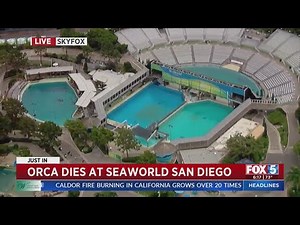 Orca Dies At SeaWorld San Diego
