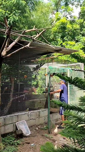 462K views · 5.7K reactions | kung ayaw, edi wag. DENR Certification of Wildlife Registration (CWR) No. R4A-CWR-2017-CAV-046 #greencheekconure #sunconure #indianringneck #birdbreeder #freeflight #birdlovers #magiibon | Eboy Sabater's Aviary | Facebook