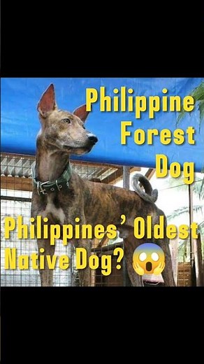 Philippine Forest Dog: Tree-Climbing Wild Dog of the Philippines 🐾🌳 #didyouknow #facts #discoverph