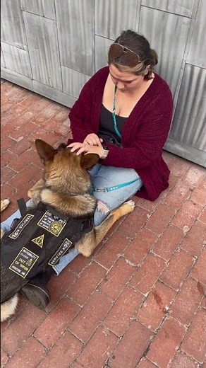 Service dog performs deep pressure therapy to help prevent handler from fainting due to POTS episode