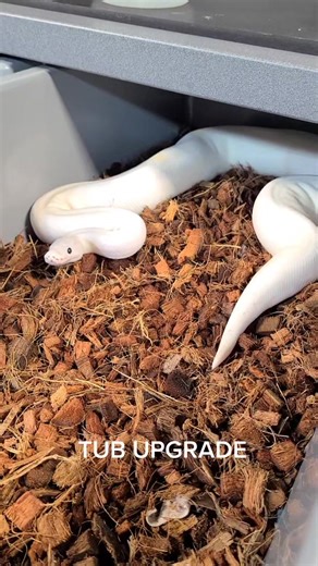 Female Ball Python Got A Tub Upgrade! #pythons #ars5540 #snakes #snake #python #constrictor #reptile #snakesoftiktok #ballpython #ballpythons #ballpythonbreeder
