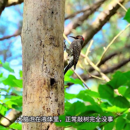 为什么啄木鸟整天敲树，却不会得脑震荡？ #啄木鸟 #科学科普 #动物冷知识
