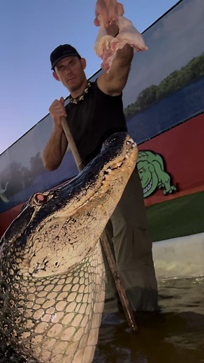 71K views · 3.2K reactions | Jumpin gators! Muttley jumping around,...