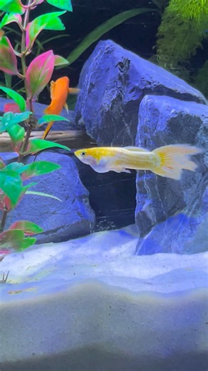 1K views | I think I have a casualty… he’s looking bloated. Is this normal ? #guppies #GuppyCare #guppy #FishTankGoals #aquarium #guppyfish #fishtips #aquariumhobby #FishCare #fishkeeping | AquaTales | Facebook