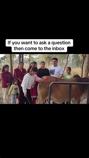 Caring for Cows: A Glimpse into Rural Life