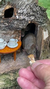 3.7M views · 118K reactions | Probably my most amazing video ever, this afternoon I hoped that one would come for some birthday cake never did I imagine all the bramble family would que up for some, It shows the real friendship and trust I have built with this amazing wild mouse family over the last 2 years | The Mouse family that live by the brambles | Facebook