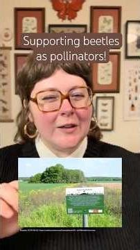 Beetles are pollinators, too! Here’s one way to support them 🪲‼️