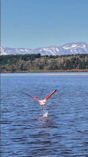🦩 Flamingos in Flight | Nature's Pink Masterpiece in Stunning 4K