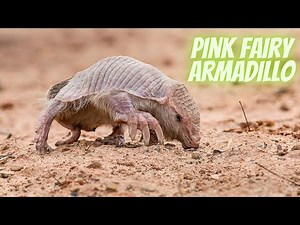 The Enigmatic World of the Pink Fairy Armadillo: Unveiling its Mysterious Charms.