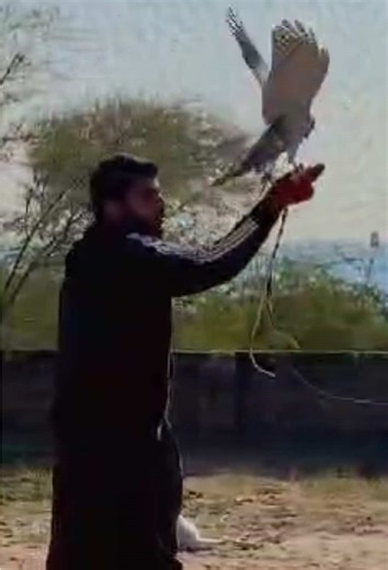 ❤️🔥🦅🔥❤️#gulsherahmed99 #trending #falconry #goshwak #foryoupageofficiall #unfreezemyaccount