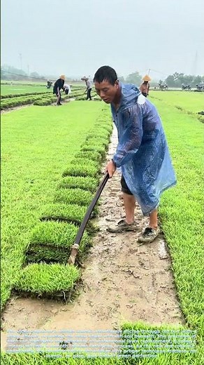 Lawn Makeover Magic: How Pros Replace Your Grass in Minutes