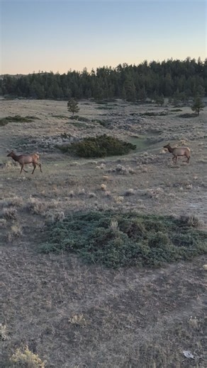 This bull was tempting at 36 yards, but with two monsters out another 100 yards he will bugle another day! #mtbrokenarrow #octoberelk #bigbulls #montanahunting #gettingclose #buglingbulls #archeryelk #FALL2025 | Montana's Broken Arrow Outfitting
