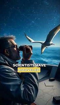 The Flight of the Arctic Tern: A Journey Across Time and Distance