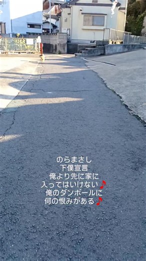 はまじ【近所の野良猫と仲良しオジサン】 on Instagram: "のらまさし 下僕宣言 俺より先に家に入ってはいけない🎵 俺のダンボールに何の恨みがある🎵 #さだまさし #ネコ #ねこ #野良猫 #地域猫"