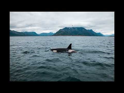 The Story of Tilikum: The Killer Whale