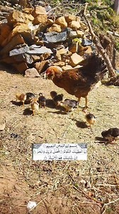 Beautiful hen and small | Nature Explore