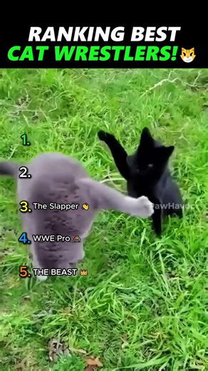 Ranking Top 5 Cat Wrestlers 😼