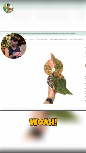 This variegated Anthurium is priced at nearly $50,000, making it one...