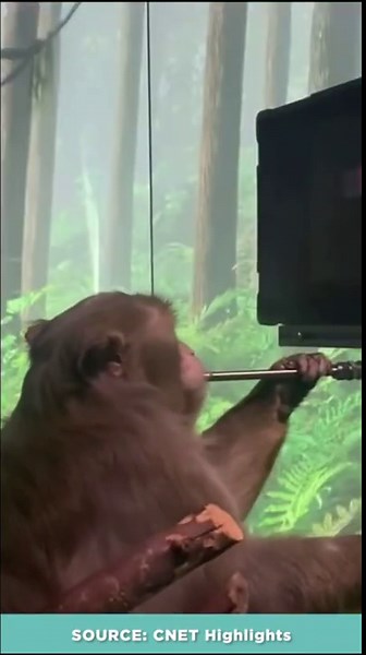Neuralink trained this monkey to play Pong with only a chip in its brain