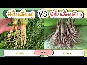 EP 6 24มิ ย 64 พืชใบเลี้ยงเดี่ยว พืชใบเลี้ยงคู่