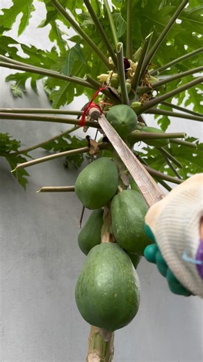 Cutting papaya leaves in my garden 🌿
