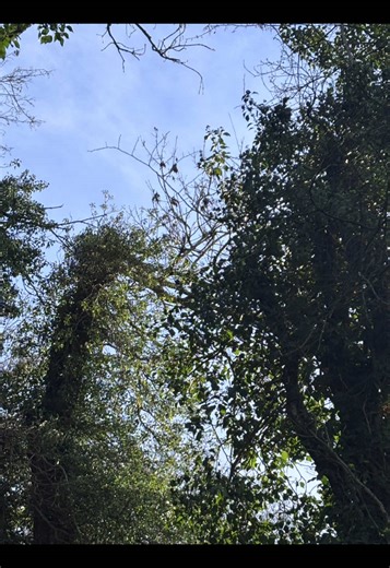 and suddenly it's January and you're not 17 anymore and you haven't been 17 for a long time #nature #Nostalgia #17 #January