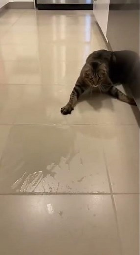 Cat Slips on Wet Floor Funny Video!
