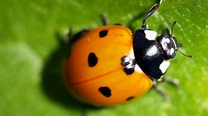 How fast can a ladybird fly?