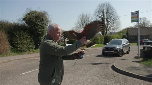 'Hormonal' hawk captured after terrorising UK villagers for MONTHS