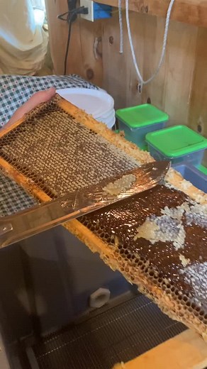 17 reactions · 7 comments | Need to stock up on local food for Thanksgiving? We have farm-produced maple, honey, and lamb cuts. One of my favorite November recipes is honey fermented cranberries from @growforagecookferment - and now is a perfect time to start then to get ready for delicious tart treats on Thanksgiving. Stop by the farm on Saturdays to pick up local raw honey. | Werner Tree Farm | Facebook