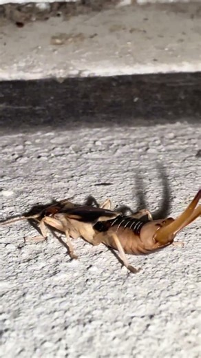 Shore Earwig - 1 of the biggest earwigs in North America. #insects #bugs #nature #outdoors #shorts