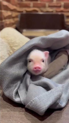 newborn piglets being the sweetest #farm #babypigs #adorable