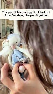 This parrot had an egg stuck inside it for a few days I helped it get out I saved the egg#baby#birds