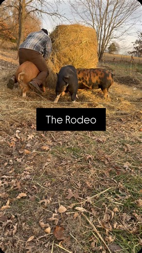 Can you ride a pig? #homestead #farm #oxfordacres #family #growyourownfood #farmlife #pigs #pig #idahopasturepigs #rodeo #fun | Oxford Acres