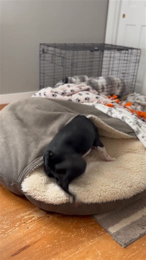 Struggle bus security is tight. Intruders,BEWARE! That means you, Yeonard. | Wrigley, Bauer, Kobe, and Sophie Boxer