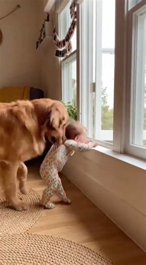 Hero Dog Saves Baby Near Open Window!