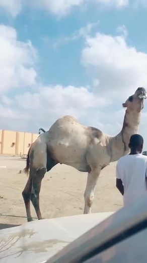 Engaging Camel Chewing in Arid Landscape