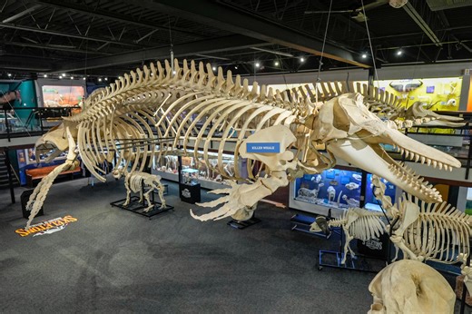 OKC's Museum of Osteology grows out of a bone-deep love for skeletons