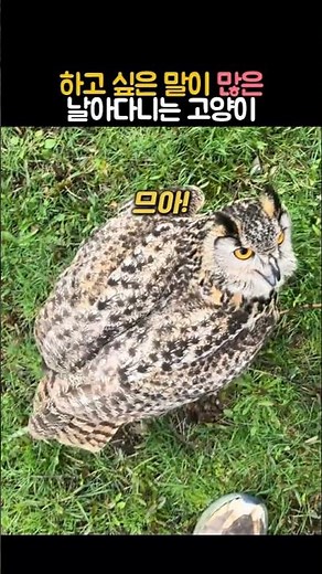 날아다니는 고양이 #동물 #부엉이
