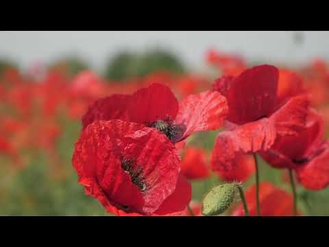 Relaxing Spring Scenes Video with Soothing Sounds