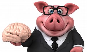 A pig's brain was revived an hour after it died