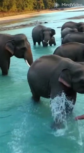 I Am The Eagle 🦅 | The Most Incredible Animal POV You'll Ever See